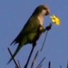 Myiopsitta monachus 的头像