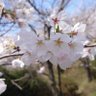 ぴよ 的头像