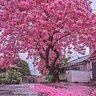 أم ركان 🌸's profile picture