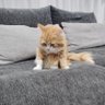 Фото профиля きこみかん