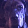scoobydoo profil fotoğrafı