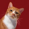 NEOLISA | ꜱᴀᴡᴀᴅɪᴋᴀ |'s profile picture
