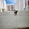 Kumar Bitu profil fotoğrafı