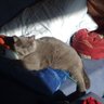 Dexter's profile picture