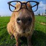 Profilbild von suachowchow