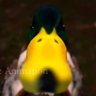 Profilbild von 白葡萄