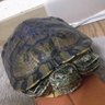 ラッコちゃん2号 的头像