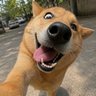 Profilbild von Dev