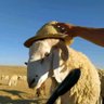 Фото профиля الفلاح الذكي