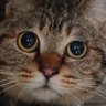 焔火-homuravi- profil fotoğrafı