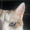 Had Oli profil fotoğrafı