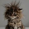 Fa.u profil fotoğrafı