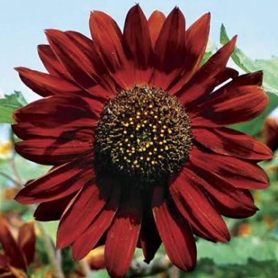 Ployyy's profile picture