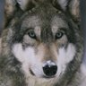 Profilbild von Loki