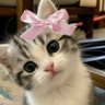 The Cat's Kingdom's profile picture