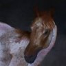 Profilbild von Mercury ✷