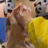 imsmolhuman🌻🦊 🥕🐰's profile picture