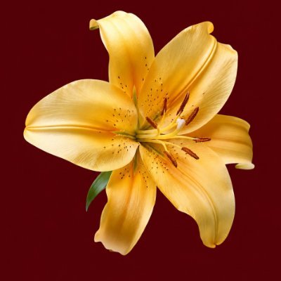 ⚜️ L-ily 🌟SaWaDiKa🇹🇭's profile picture