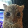 PJ's profile picture