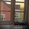 かのんのん🇩🇰時差-7h profil fotoğrafı