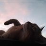 nezoyr's profile picture