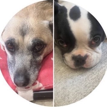 lacagnolino's profile picture