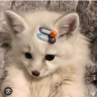 Animalsofwolf's profile picture