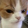 蝉雨 profil fotoğrafı