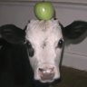 Profilbild von M3teorilate.