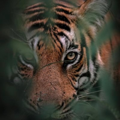 FaunaNatural's profile picture