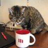 TRISKIT - MicroStrategy Cat's profile picture