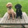 ShellyandPep 💙 profil fotoğrafı