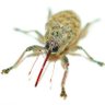 Haze Loves Acorn Weevils's profile picture