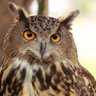 Puhu🦉 的头像