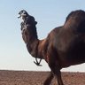 مفلح راعي البل .'s profile picture