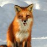 Profilbild von Feras