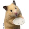 besley schirm's profile picture
