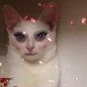 Girl on a quest's profile picture
