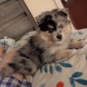 Daddy Pomsky profil fotoğrafı