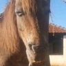 Profilbild von Sr. Cabeça de Batata