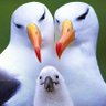 Profilbild von adam