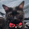 Фото профиля An Ordinary Cat