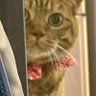 猫狂いドチタノ 的头像