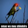 Ivo's profile picture