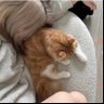ねざくん 的头像