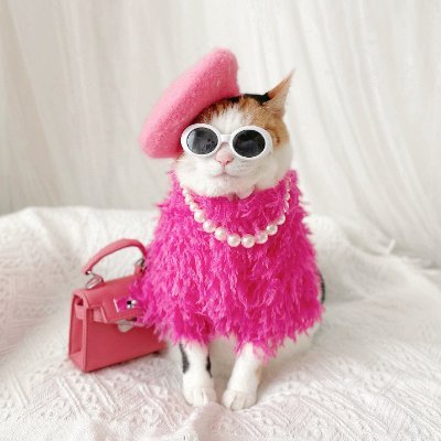 academiccatt's profile picture