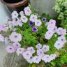 ニコ🌸🌿tan 的头像