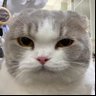 Фото профиля เป็นแมวดีกว่า 🐱🐈~ร่างกายต้องการ🍵~