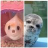 ぴーちゃん profil fotoğrafı
