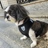 Фото профиля JUNDIAÍ PITBULL